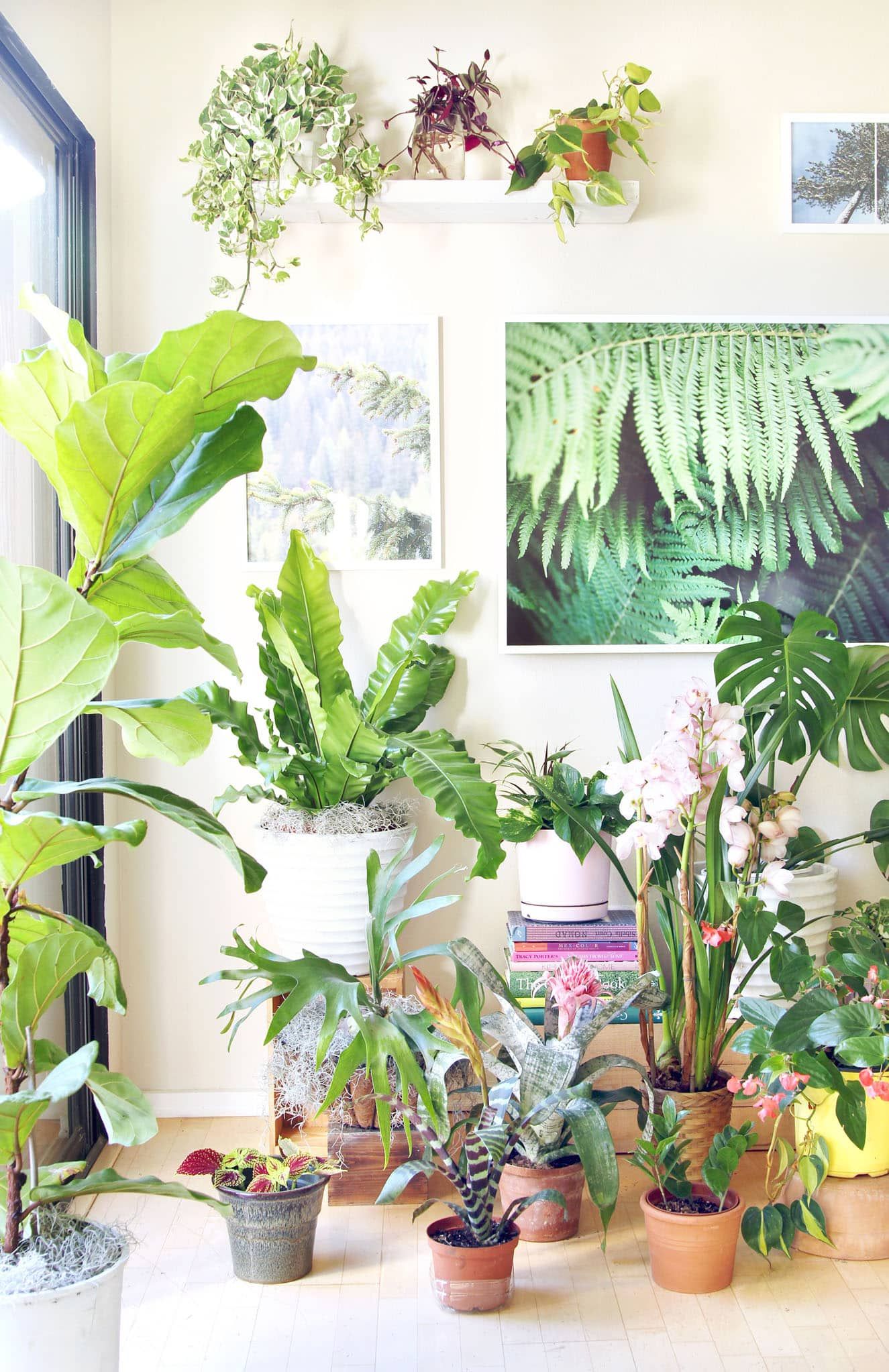 Easy Ideas to Make Your House Beautiful With Plants