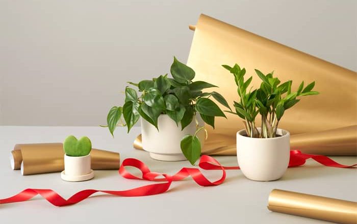 The Perfect New Year Gifts for Plant Lovers